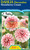 Dahlia D 'Strawberry Cream'