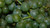 Grape 'Moores Diamond' 6L