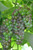 Grape 'Candice' 3L