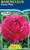 Ranunculus 'Fiesta Pink'