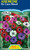 Anemone 'De Caen Mixed' 20