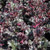Heuchera 'Dark Secret' 2L