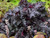 Heuchera 'Black Taffeta' 2L