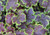 Heucherella 'Solar Eclipse' 14cm