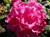 Rhododendron 'Anna Rose Whitne 8L