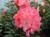 Rhododendron 'Hydon Hunter' 4.7L