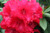 Rhododendron 'Huntington' 8L