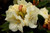 Rhododendron 'Gandy Dancer' 8L