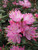 Rhododendron 'Spiciferum' 8L