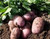 Seed Potato - Heather 3kg