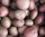 Seed Potato - Red Rascal 3kg
