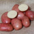 Seed Potato - Red King 3kg