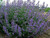 Nepeta 'Six Hills Giant' 9cm