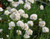 Armeria maritima 'Alba' 9cm