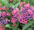 Pulmonaria 'Raspberry Splash' 9cm