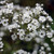 Gypsophila 'Festival White' 9cm