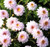 Argyranthemum 'Sugar Lace' 9cm