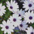 Osteospermum 'Cobalt Ice' 9cm