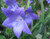 Platycodon 'Miss Tilly' 9cm