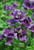 Nemesia 'Blueberry Ripple' 9cm