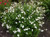 Salvia 'Glare' 9cm