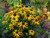 Rudbeckia 'Little Goldstar' 9cm