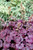 Heuchera 'Plum Royale' 9cm