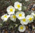 Helianthemum 'Wisley White' 9cm