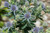Eryngium 'Blue Hobbit' 14cm