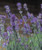 Lavender 'Arabian Nights' 9cm
