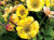 Geum 'Tempo Yellow' 9cm