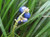 Ophiopogon japonicus GOL