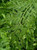 Asplenium bulbiferum GOL (82994) GOL