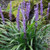 Liriope muscari 'Blue Skies' GOL