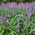 Liriope muscari 'Big Blue' GOL