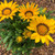 Gazania 'New Day Yellow' GOL