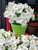 Petunia Hells 'White Ice' 2.5L