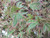 Acer palmatum 'Beni Schichihen 6L