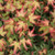 Acer palmatum 'Chishio' - Topi 6L