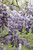 Wisteria sinensis 'Amethyst' 6L