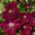 Clematis 'Rouge Cardinal' 3.5L