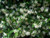 Trachelospermum jasminoides 2.5L