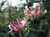Lonicera 'Belgica' 3.5L