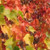 Vitis amurensis 'Alicante Bouc 3.5L