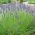 Lavender 'Grosso' 1.3L