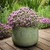 Lavender 'Razzleberry Ruffles' 2L Lavender 'Razzleberry Ruffles' 2L