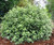 Pittosporum 'Golfball' 2.5L