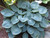 Hosta 'Hadspen Blue' 2.5L