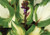 Hosta 'Raspberry Sundae' 1.5L