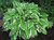 Hosta 'Thomas Hogg' 2.5L